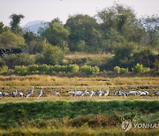 '반가운 겨울 진객' 올해도 철원평야 찾은 재두루미 무리