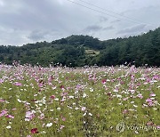 만개한 코스모스