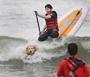 [포토]'보드위에 반려견 테우고 물살을 가른다~'