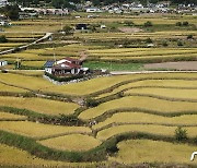 2023년산 공공비축벼 매입 검사 개시…올해 총 40만톤 매입