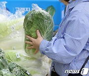 김장철 앞두고 '금값'된 배추