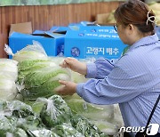 김장철 다가오는데 8천원 육박하는 배추