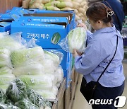 김장철 다가오는데 8천원 육박하는 배추