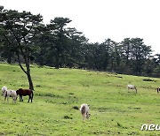 풀뜯는 제주마들