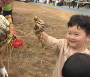 금산 인삼으로 건강 챙기며 가을 '만끽'