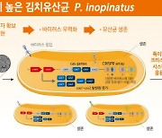 묵은지에 항바이러스 유산균이 `듬뿍`…외부 바이러스 침입 방어 효과