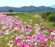 [60초 경남] 가을 꽃 향연