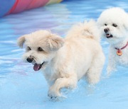 “울 댕냥이 먹을 거”…‘반려동물 유산균·오메가3·관절 영양제’ 가파른 성장세