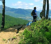 양구군, 양지말 솔내음숲·DMZ 펀치볼숲 ‘100대 명품 숲’ 선정