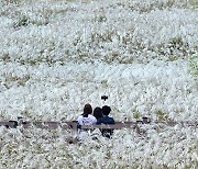 은빛 억새 배경으로 '찰칵'