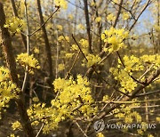 [재미있는 약초 이야기]⑫ 가을빛 노랗게 물드는 '산수유'