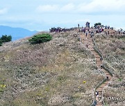 민둥산 은빛 억새 물결