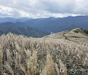 억새 천국 정선 민둥산