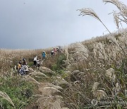 억새 만발한 민둥산