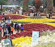 가을향기 가득…인제 가을꽃축제 북적