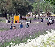 가을향기 가득…인제 가을꽃축제 북적