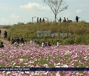 충주국가정원예정지 코스모스 만발...축구장 5개 넓이 꽃밭 장관