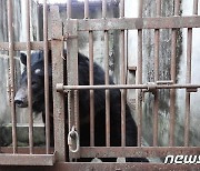 동물보호단체들, 웅담 채취용 화천 사육 반달가슴곰 구조