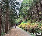 부산 남구 '황령산 편백숲' 대한민국 100대 명품숲 선정