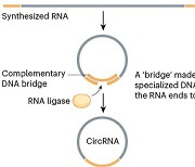 코로나가 불러낸 RNA 전성시대 [강석기의 과학풍경]