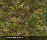 국산 메밀 품종 재배 확대…산업화 추진