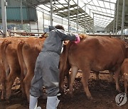 9년째 '구제역 청정지역' 경남도, 백신 미접종 농가에 과태료