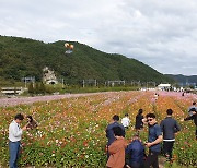 하동 북천 코스모스·메밀꽃 축제…유료 관광객 5만5000명 다녀가