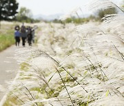 광주 서구 억새축제 5일간 10만명 다녀가…도심 속 힐링축제로 자리매김