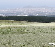 제주 도심 한눈에 보이는 메밀꽃밭