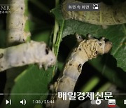 명주짜기 ASMR인데…외국인도 몰려왔네