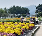 ‘방문객 발길 북적’…가평 자라섬 가을꽃 축제 22일까지 연장 운영