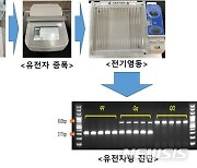 농진청, 갓 태어난 돼지 육질 판별 유전자 키트 상용화