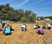 농협 삼척시지부, 한전·건보와 함께 고구마 수확 돕기 펼쳐