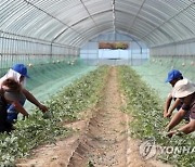 윤준병 "외국인 계절근로자 5년간 1천700여명 이탈"