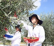 제주에서 자란 올리브 수확