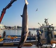 강릉 주문진서 길이 4.72m 밍크고래 혼획…5300만원에 팔려