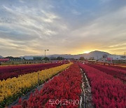 철원 고석정 가꽃밭, 황금연휴 30만명 방문...누적 100만명 돌파 코앞