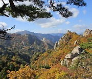 ‘만산홍엽’ 설악산 오는 23일 단풍 절정 예상