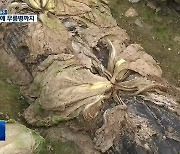 [여기는 원주] ‘우박에 무름병까지’ 배추농가 시름…가격도 출렁