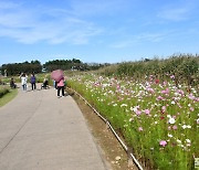 [포토친구] 갯골 코스모스