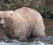 알래스카 '뚱보 곰 주간' 우승자는 새끼 두 마리 어미 곰