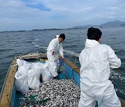 반복되는 남해안 정어리 ‘악몽’…부산에서 제주까지 집단폐사 빈발