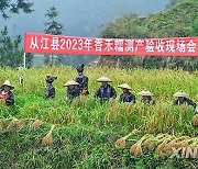 CHINA-GUIZHOU-CONGJIANG-GLUTINOUS RICE-HARVEST (CN)