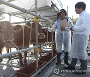 충남 대표 한우는…홍성서 '좋은 가축 선발대회' 열려