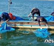 부산시 수산자원연구소, 어린 보리새우 300만 마리 방류