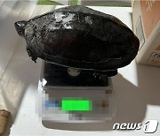 부산 부전시장서 멸종위기종 '남생이' 불법 보관한 상인 4명 적발