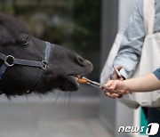 제6회 말죽거리축제 '마방 체험 해보세요'