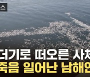 [자막뉴스] 그야말로 '전멸'...물고기 사체로 뒤덮인 바다