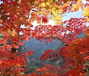 [날씨] 일교차 커지며 단풍 확산...주말 요란한 비 뒤 가을 추위