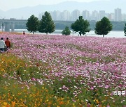 [포토]한강따라 펼쳐진 코스모스길